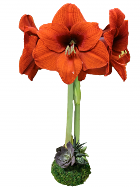 MASSIVE Moss Covered Orange Sovereign Fall Season Waxed Amaryllis Bulb with Succulent Accent 40cm+!!